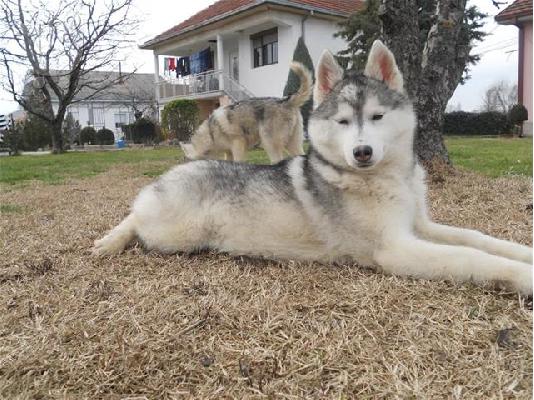 HUSKY καθαροαιμα 6979314054 ΚΡΗΤΗ-ΑΘΗΝΑ-ΘΕΣΣ/ΝΙΚΗ